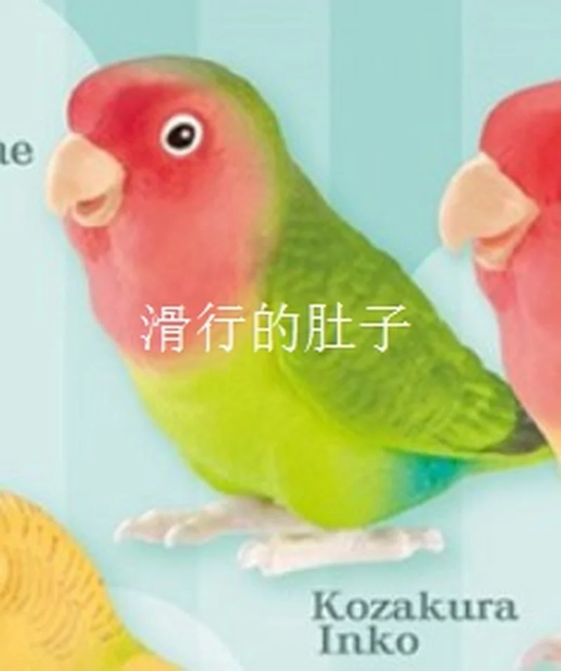 [재고 있음] 일본 샤인-G 긴 꼬리 앵무새 '귀여운 삶' 피규어 - 가샤폰 수집품 Decorb 사랑스러운 새 테마 장난감