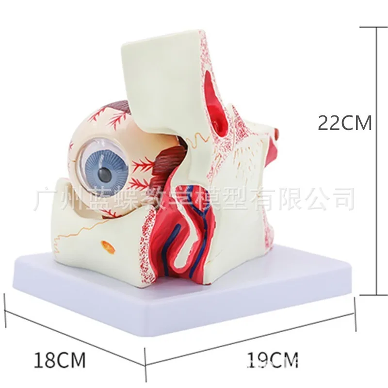 

10 Parts 3 Times Eyeball with Orbital Eye 3X Enlargement Anatomical Model Optic Nerve and Muscles