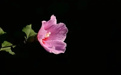 

4S3P 14,8 В 10500 мАч для ночной рыбалки, лампа-нагреватель, усилитель шахтерской лампы и т. д. 18650, литий-иомный аккумулятор с BMS