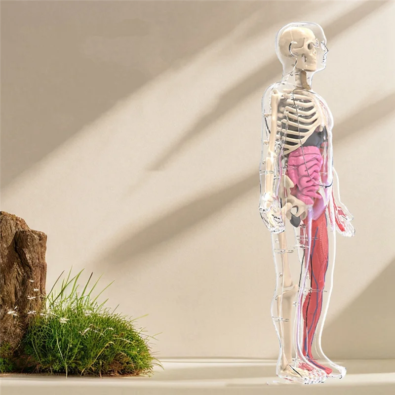 

DIY Assembly Of Noctilucent Human Organ Skeleton Model Anatomy For Early Childhood Biology Teaching Primary Secondary