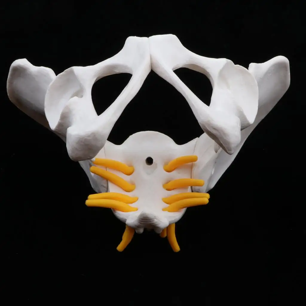 Small Size Human Female Pelvic Skeleton Anatomical Model, 13 x 10 x 9 cm view 2