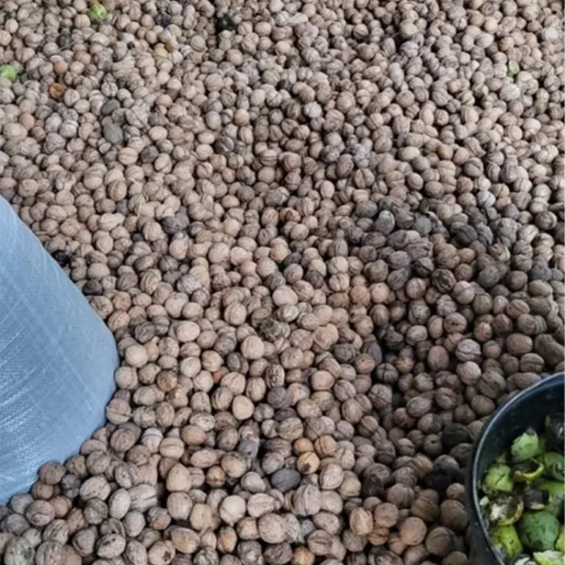 آلة كسارة قشرة الجوز الصغيرة آلة فصل تكسير مقشر الجوز