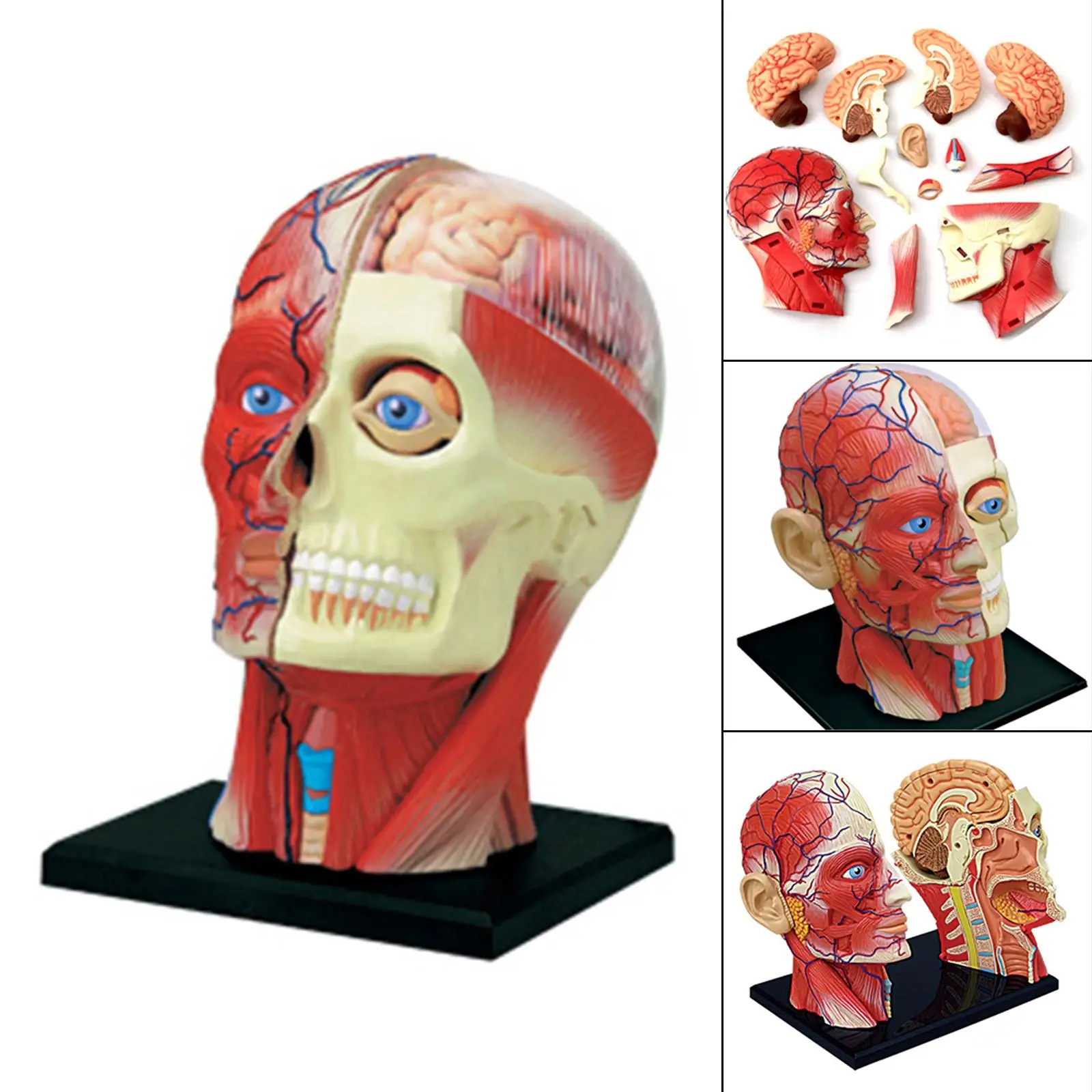 4D Assembled Humans Skeleton Anatomical Model, Exploded Skull Education Sciences Skeleton Head, Anatomia Teaching Supplies