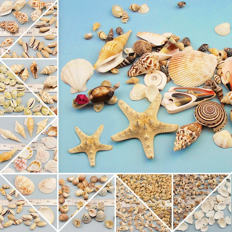 Shell conch. Starfish, scallop shell, conch shell DIY handmade granule material. Wind chimes,mobile phone case patch materials