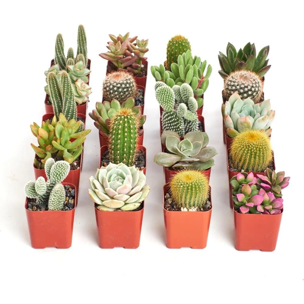 

Premium Live Mini Cactus and Succulent Plants in 2" Pots, Easy Care Indoor or Outdoor Gardening, Favors, & Contemporary Spaces