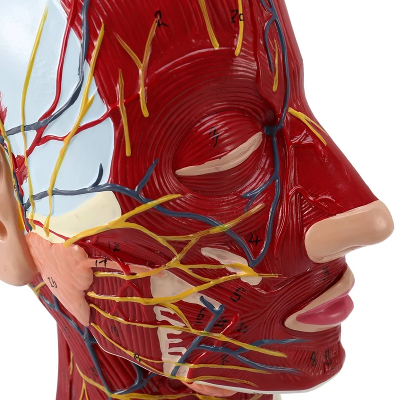 Cerveau anatomique humain pour les neurosciences, fuchsia avec attro, modèle d'anatomie grandeur nature 2 fois pour l'apprentissage des sciences