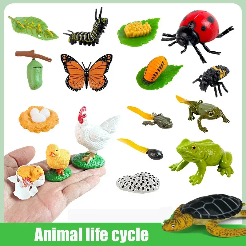 Modelo de ciclo de crecimiento Animal, juguetes para niños, material didáctico Montessori, conjunto de modelo de ciclo de crecimiento Animal de plantas, juguetes cognitivos preescolares
