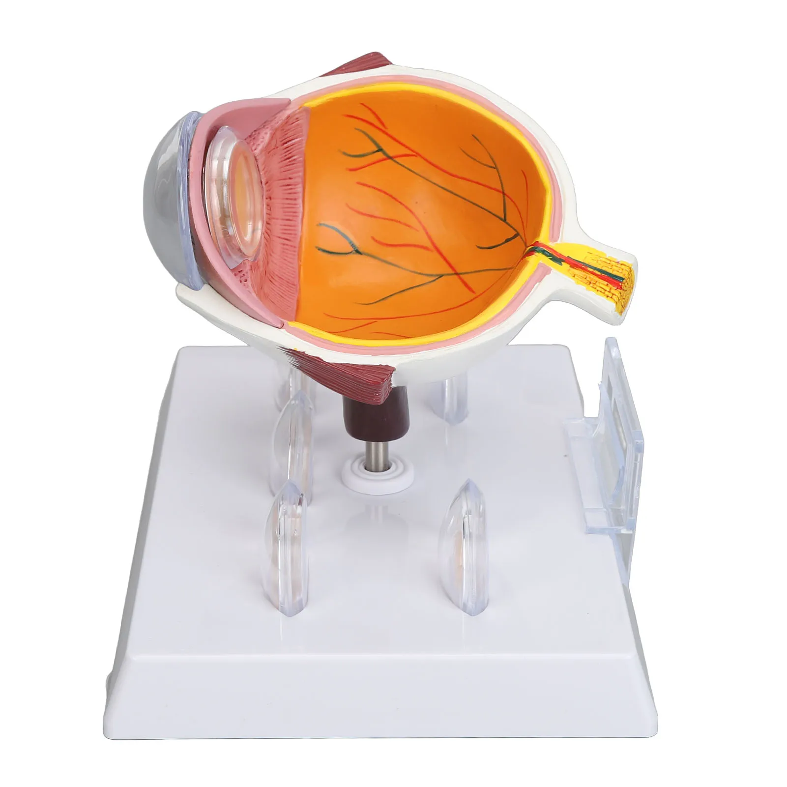 Human Eye Anatomical Model Accurate Display Enlarged Medical Eyeball Explanation Model with Card