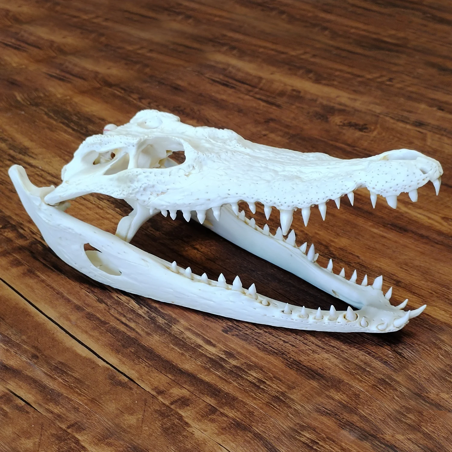 

Артефакт, голова крокодила, модель аллигатора, рептилия, череп животного, скульптура для обучения, реквизит, украшение для дома и офиса