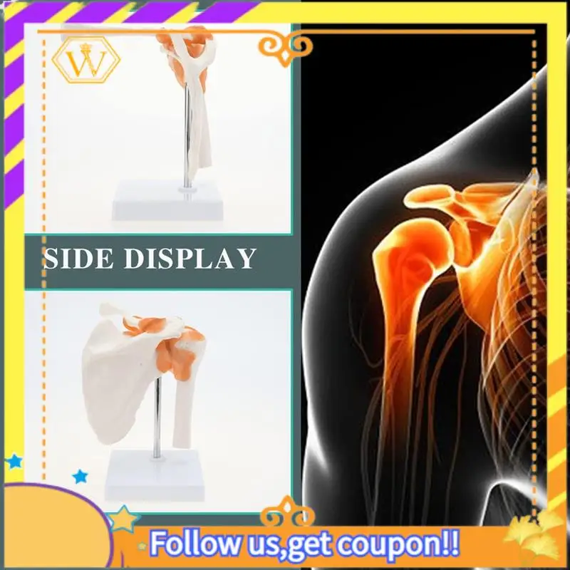 Latest- Shoulder Anatomy Model With Functional Ligaments, Shoulder Joint Model For  Teaching Display Model