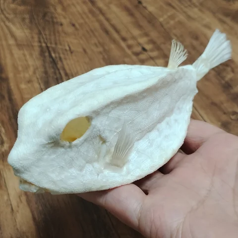 Ostracion Cubicus Specimen Real Deep Sea Fish Taxidermy Animal Skeleton Specimen Model Taxidermy Science Education Collectibles