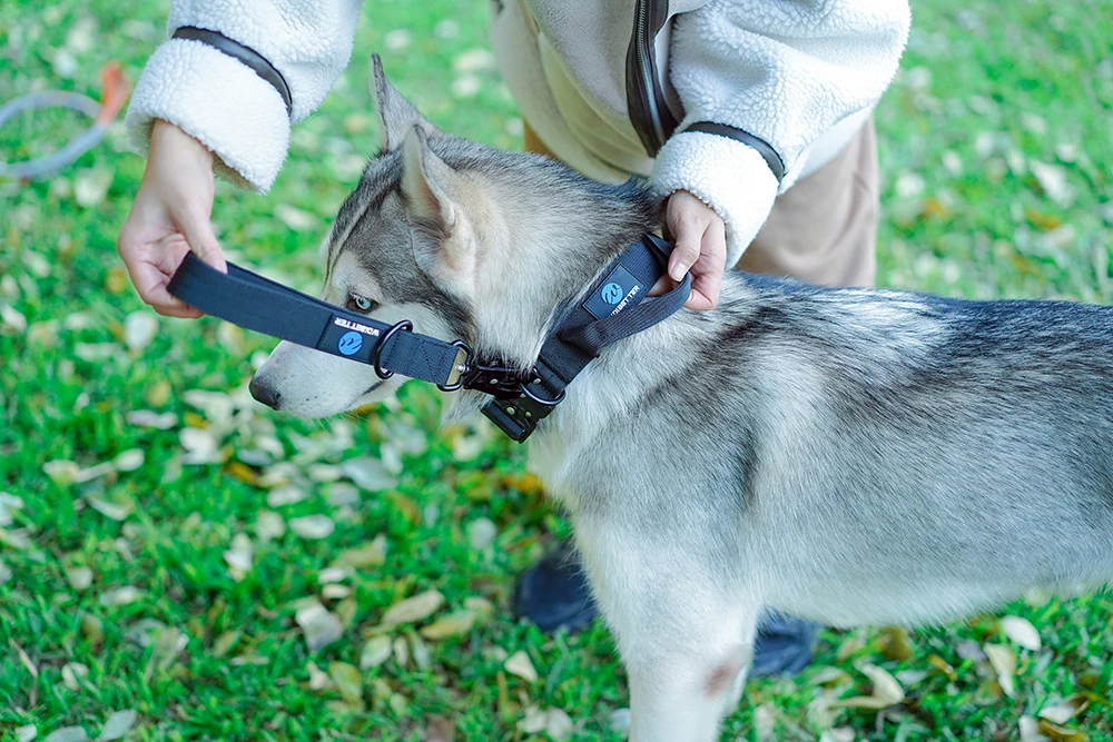 Quick Release Militär Verkehr Große Heavy Duty Nylon Gehen Starke Hund Griff Taktische Ausbildung Blei Strap Tsug Halsband Se – Detail 16