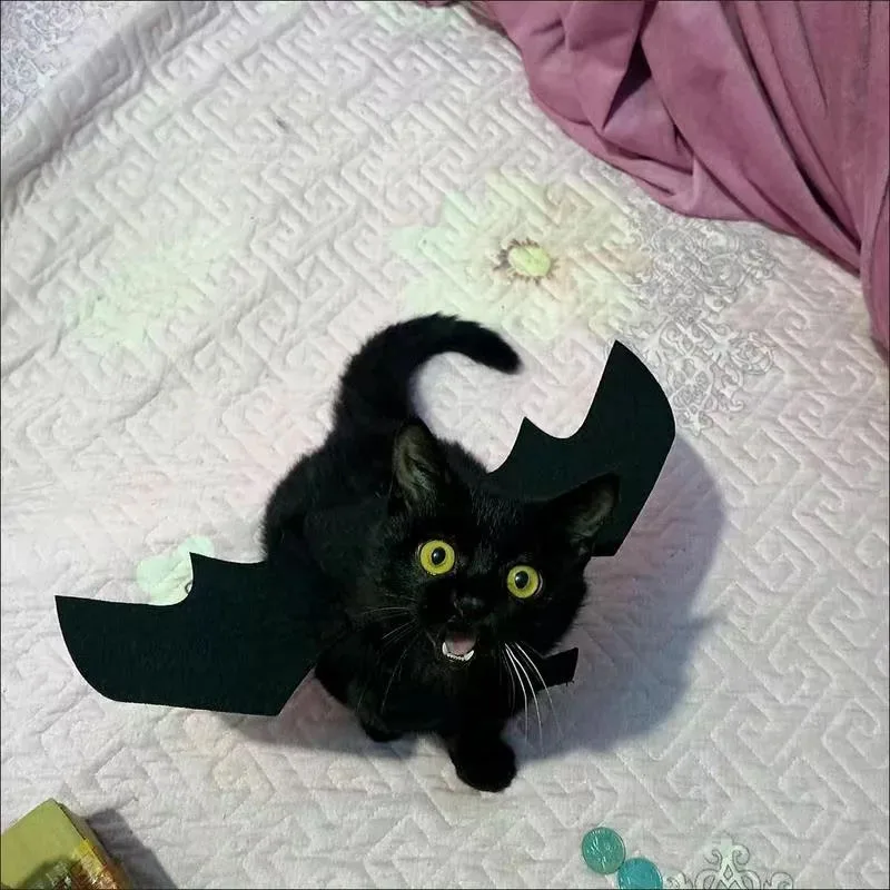 Bat Wings Vampire Cat Clothing Black Cute Fancy Dress Up Pet Dog Halloween Holiday Christmas Party Costumes Gifts Funny Clothes