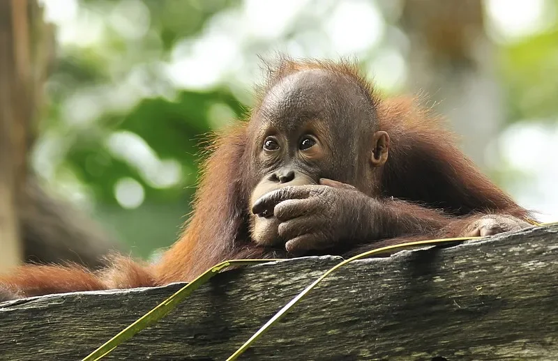 

SIYI N7 Autopilot Flight Controller - Ardupilot/PX4 Compatible, M9N GPS & 2-14S Power Module for RC Drones