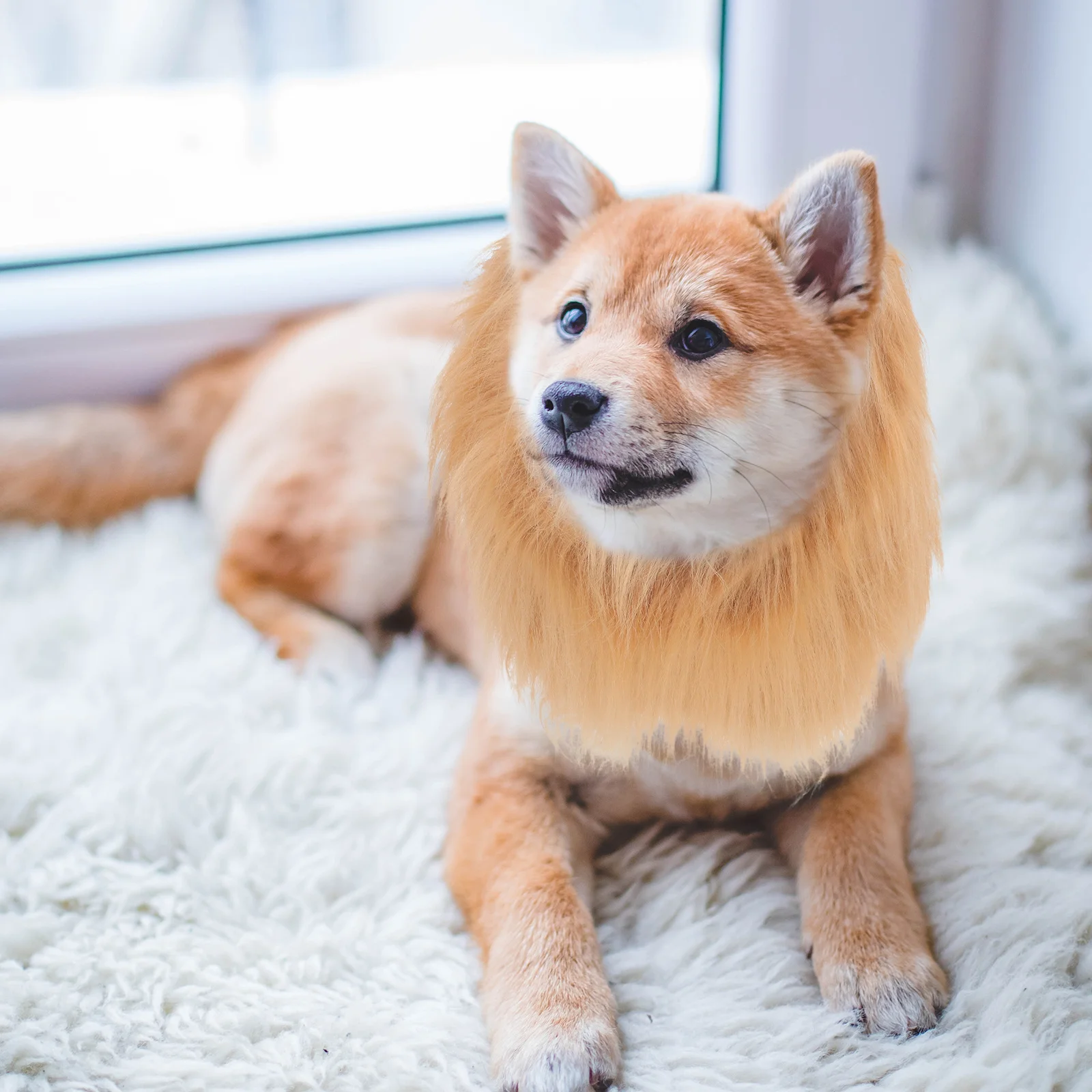 

Pet Dog Lion Mane Neckchief Collar Brown Synthetic Hair Adjustable Band for Festivals Parties Cosplay Pet Dog