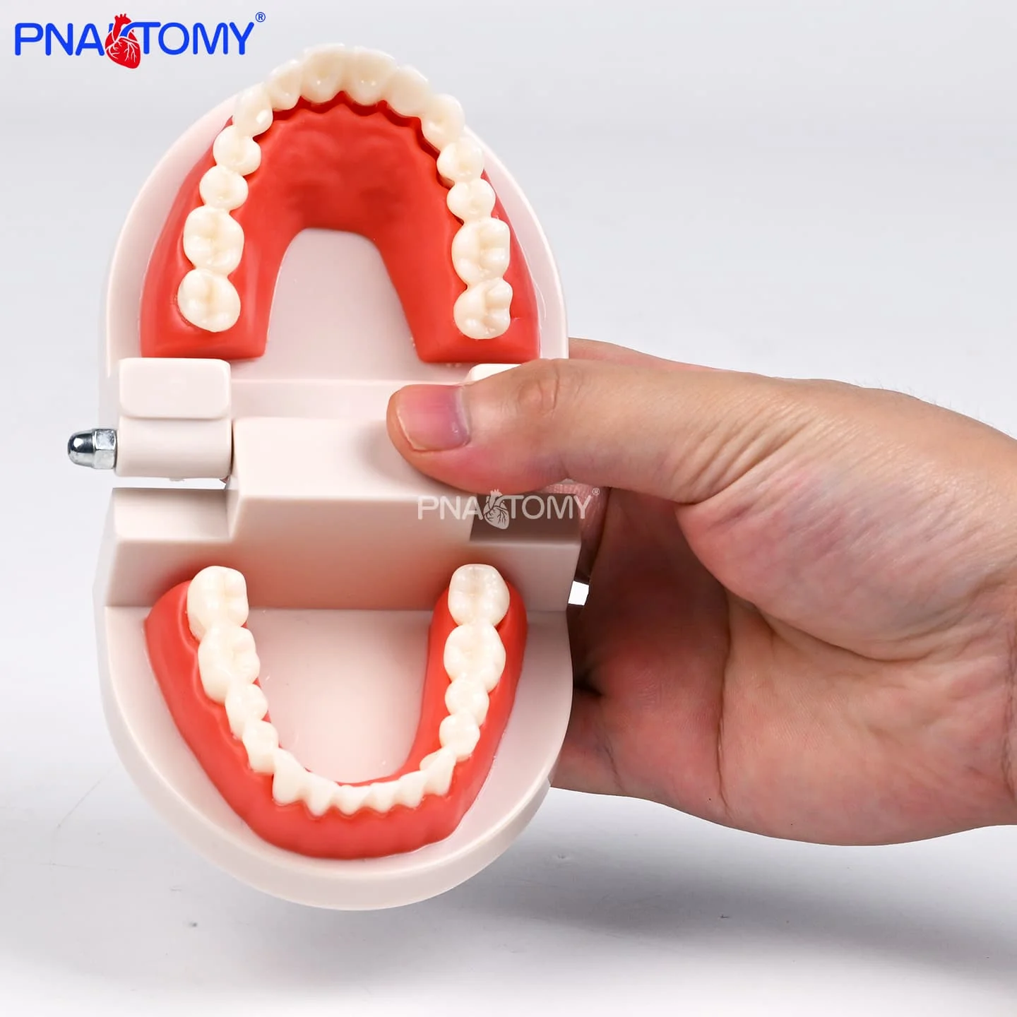 Life-Size Dental Hygiene Model Plastic PVC Correct Tooth Brushing Demonstration for Schools