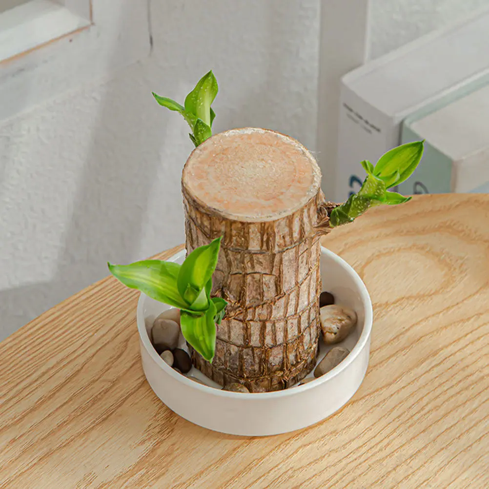 Heavy Duty Plant Saucer Ceramic Plant Drainage Tray Durable Practical Flower Pot Tray for Indoor Outdoor Planter Saucers