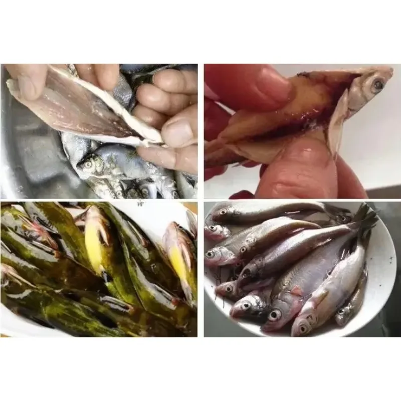 2025年型オープンバック魚殺し機、魚屠殺・剥離機、魚鱗・内臓除去洗浄機