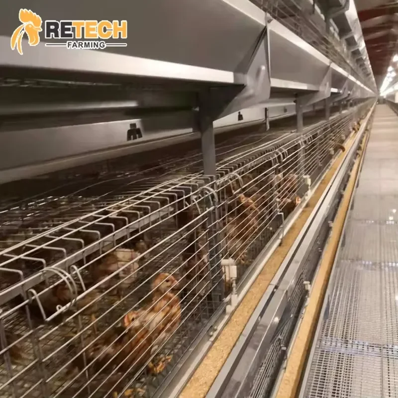 Automatic Baby Chicken Brooding Pullet Cage System for Retech Farming Poultry Farm