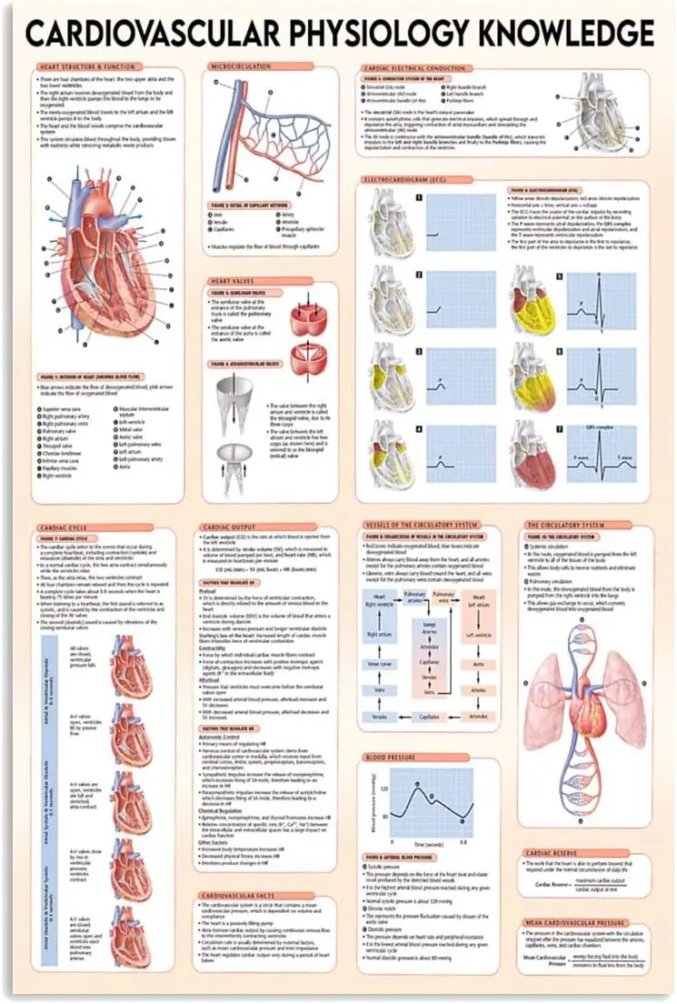 Medical Guide Metal Signs Vintage Office Decor Cardiovascular Physiology Knowledge Tin Poster Doctor Home Hospital Wall Dec sign