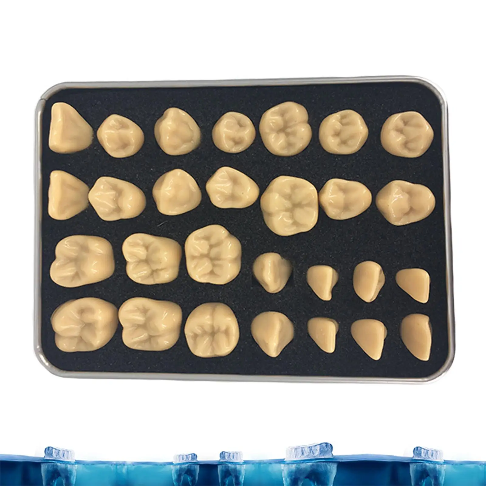 28pcs Resin False Teaching Model Supply Accs, Long-Lasting Gift for Anyone and