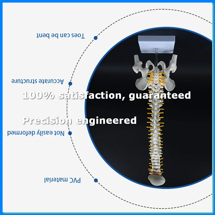 45CM Human Spine with Pelvic Model Human Anatomical Anatomy Spine Model Spinal Column Model+Stand Fexible-A69M