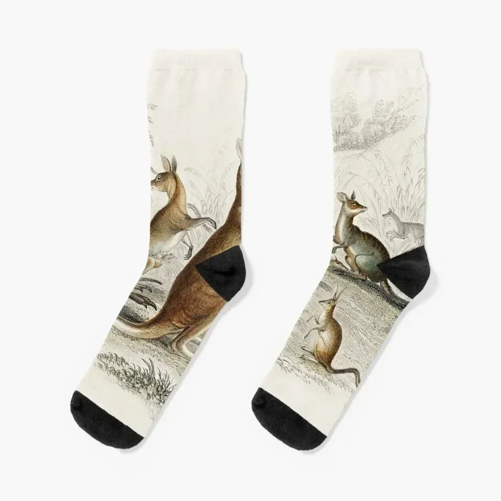 Kangaroos on the Loose - Vintage Scientific Illustration Socks halloween Soccer set christmass gift Socks Women's Men's