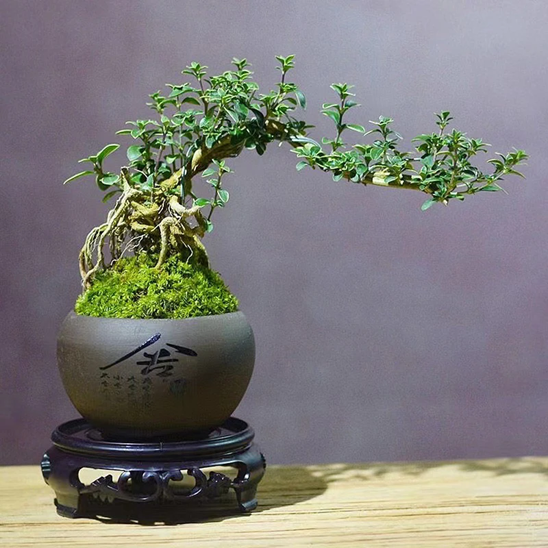 قاعدة أصيص زهور بلاستيك ، مستلزمات حدائق ، مناسبة لأنواع مختلفة من أواني الزهور ، المزهريات ، الزخارف العتيقة