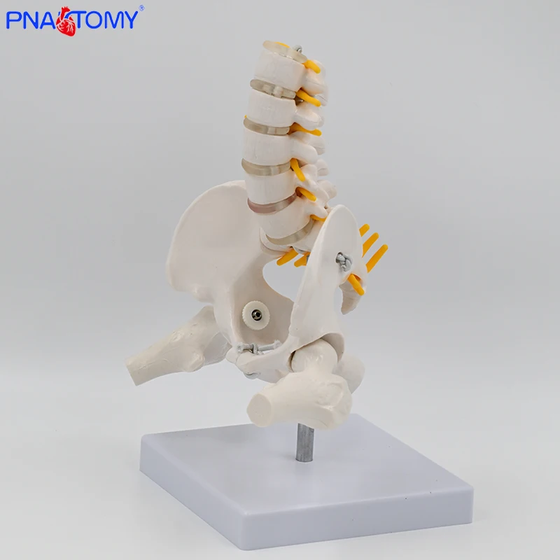 Mini Human Movable Pelvic Model, Lumbar Spine, Postpartum Repair of Pelvic Joints, Medical skeleton Pelvis Bone Anatomy