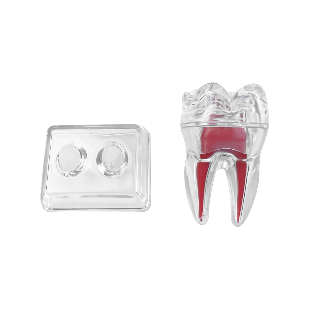 Teeth Model Dental Anatomical Structure Detachable Dental Anatomical Model Transparent Tooth Disintegration Model Dental Anatomy