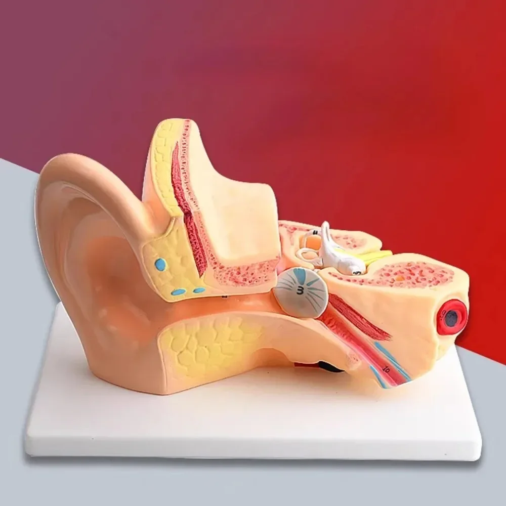 Scientific Anatomy Teaching Human Ear Model 1.5 Times The Size of Anatomy Research Display Anatomy Research Display Supplies