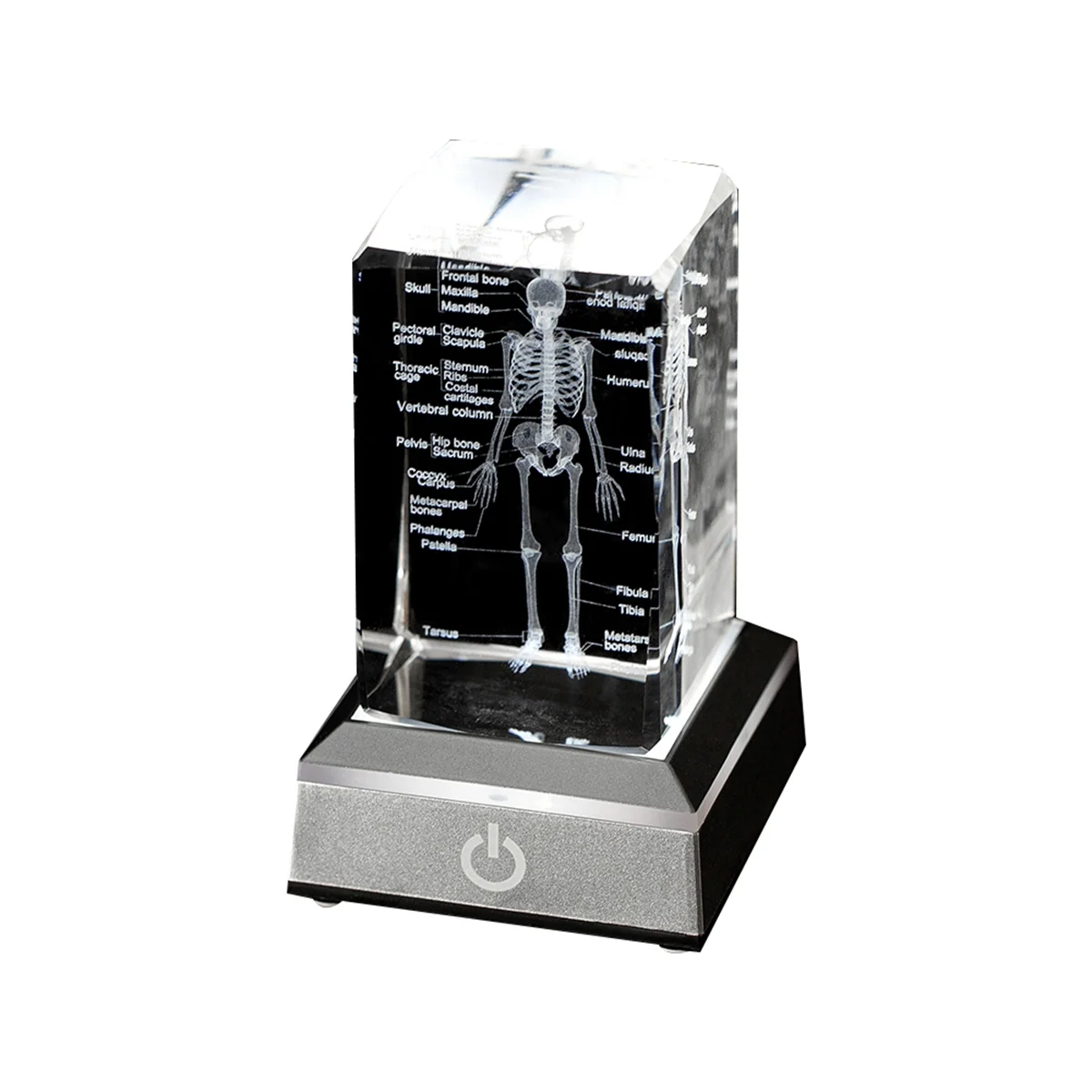 

Human Skeleton Model Anatomy Gift Crystal Skeleton Model Medical-Statue Bone Doctor Item for Medical Students