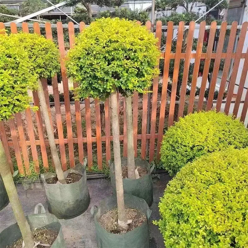 نبات المناظر الطبيعية لمرآة الزهور اللامعة المقاومة للحرارة والبرودة من ليمون لايت للحديقة