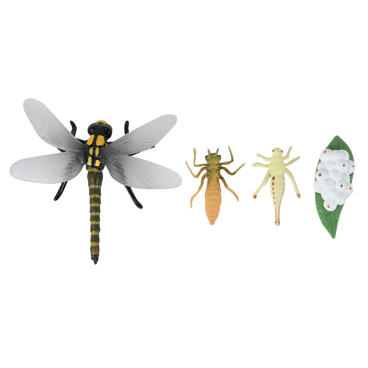 Life Cycle of A Dragonfly Insects Life Cycles Growth Model Children Animal Growth Cycle Science Educational