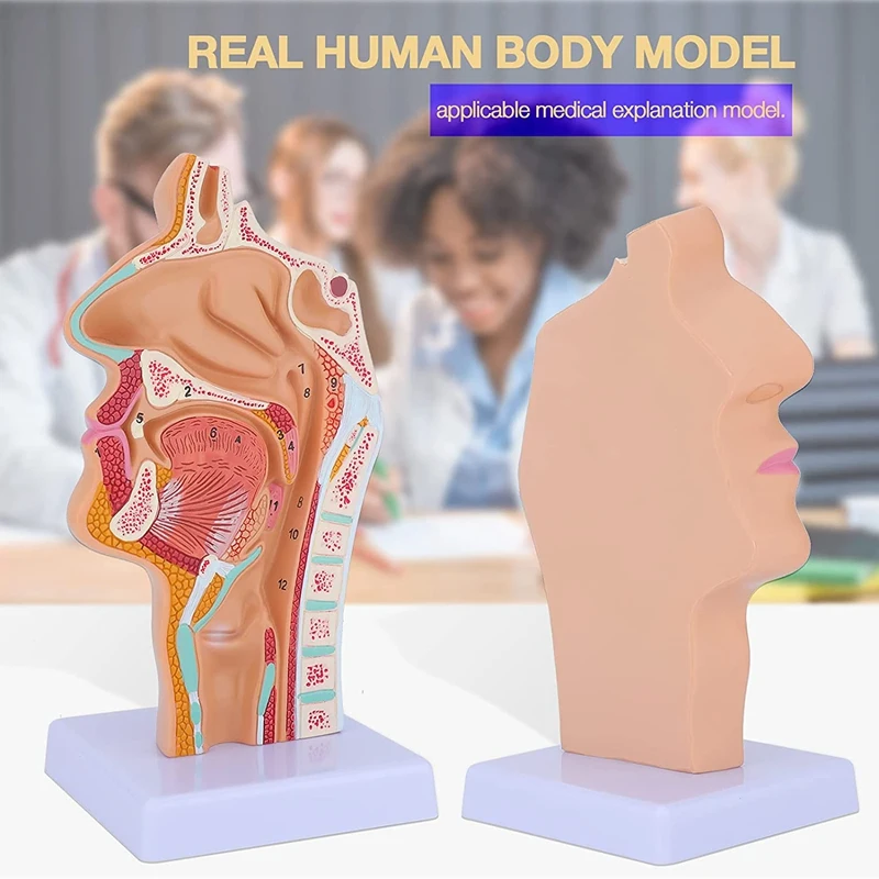 Nasal Cavity Throat Anatomy Model Human Anatomical Pharynx Larynx Model For Students Study Display Teaching