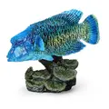 Humphead Wrasse