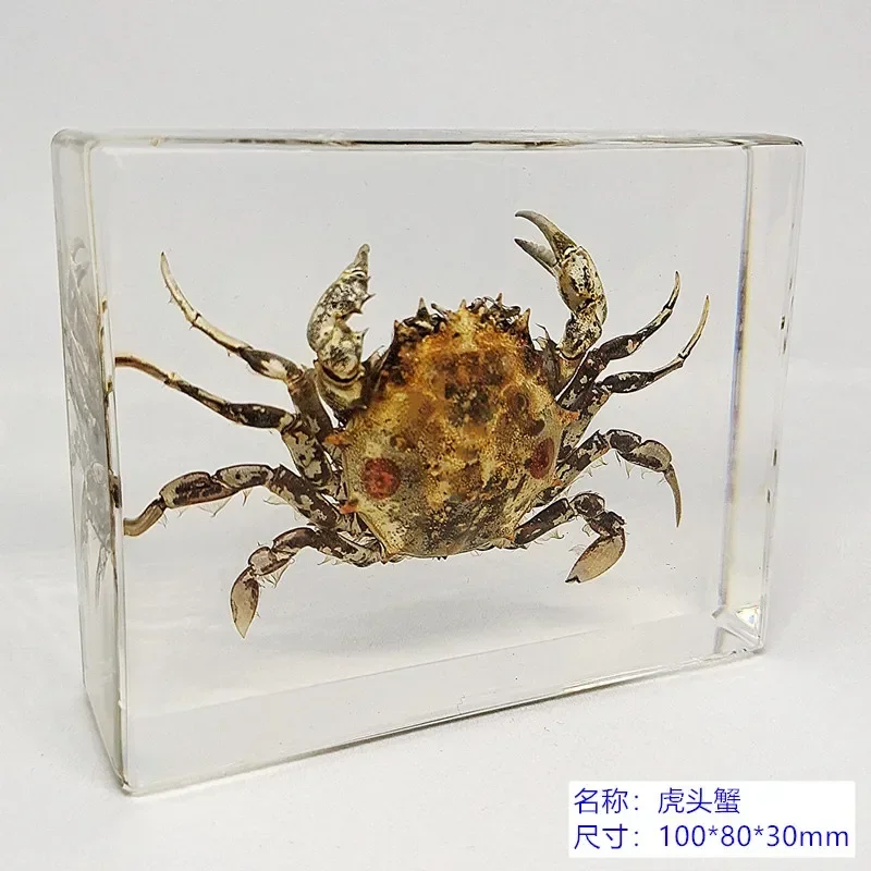 New Insect Specimen Preschool Education Science Cognition Transparent Resin Specimen Preschool Education Products Marine Biology