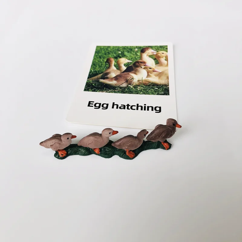 วงจรชีวิตของเป็ดพร้อมการ์ดความรู้ วัสดุการเรียนรู้ภาษาแบบมอนเตสซอรี่ ของเล่นการเรียนรู้ด้านชีววิทยา เกมการศึกษาสำหรับเด็กเล็ก