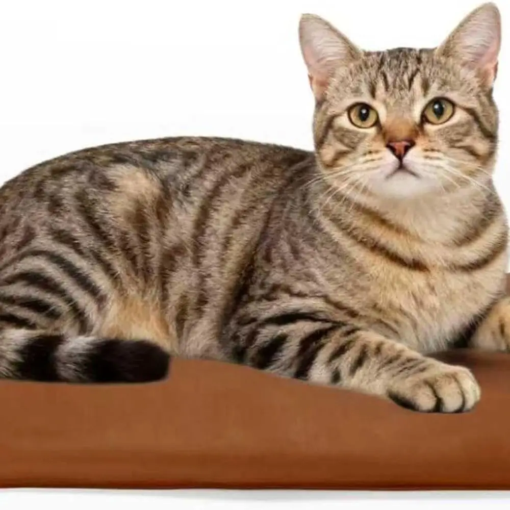 

Грелка для кошек для подогрева кровати: самосогревающийся коврик с электрическим подогревом 19,68 x 12 дюймов со съемным моющимся чехлом для собак, кошек и Sma