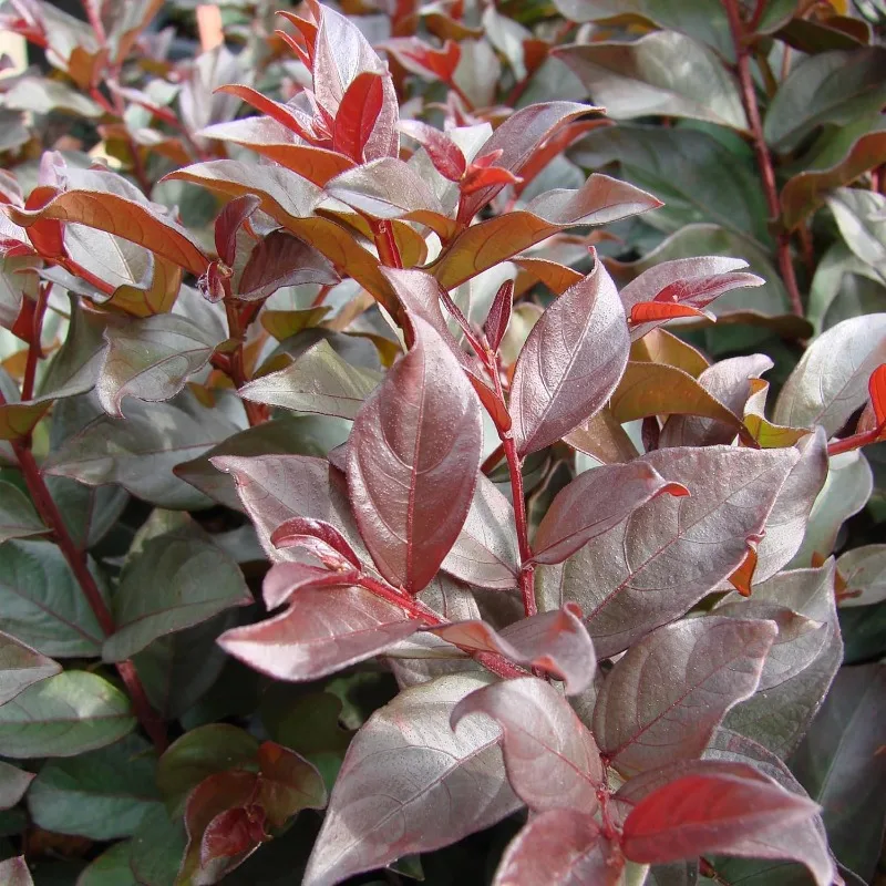 Plum Magic Crape Myrtle, 7 galon, Fuchsia mekar