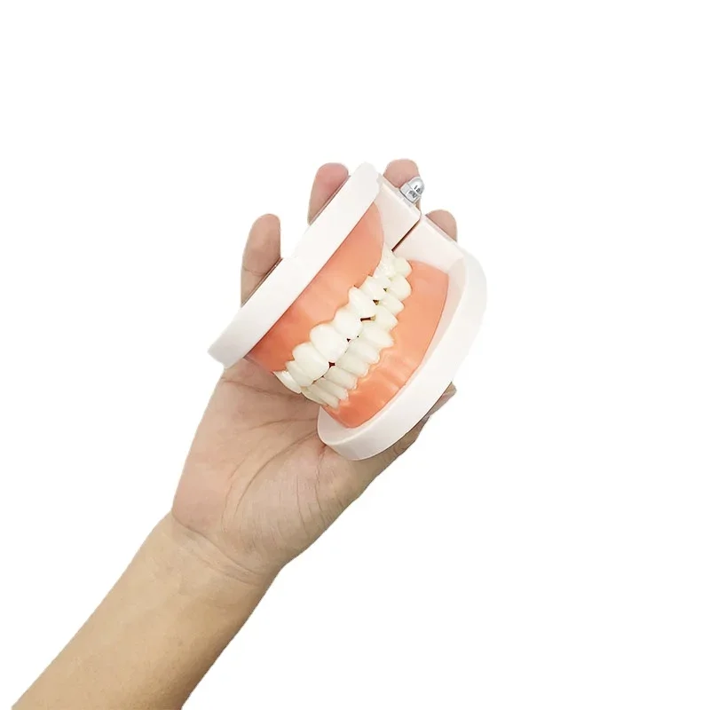 1:1 Dental Model False Teeth Teaching Model Dentistry Dentures Gifts Supplies Tool for Practice Demonstration Good Quality