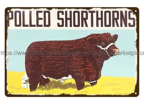 cattle dairy livestock farm Polled Shorthorns Bull metal tin sign  retro tins sign