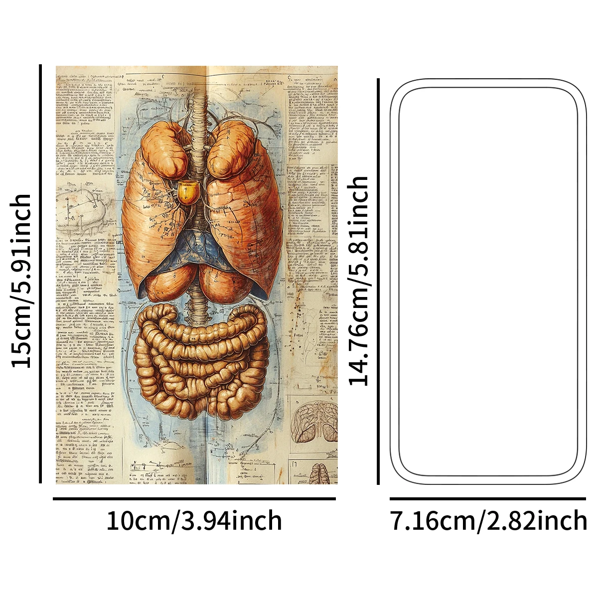 20 Stück Vintage-Anatomie-Postkarten, Illustrationsdesign des menschlichen Körpers (Schädel, Gehirn, Muskeln, Organe), Wanddekoration für Wohnheim und Büro, Geschenkkarte – Detail 4