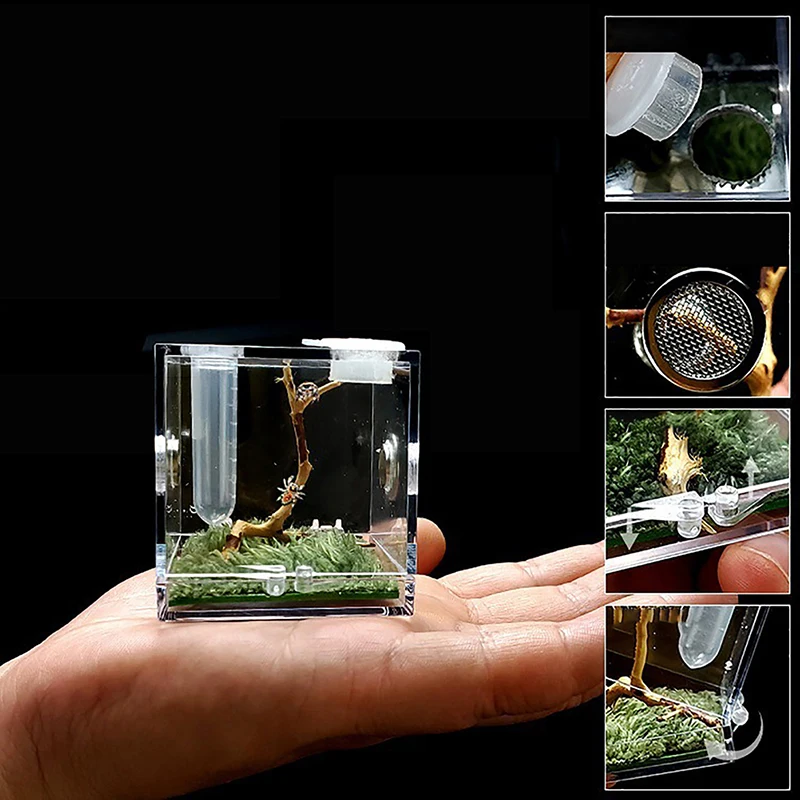 Black Widow Spider Small Insect Breathable Terrarium Transparent Reptile Breeding Box Assembled Eco Box