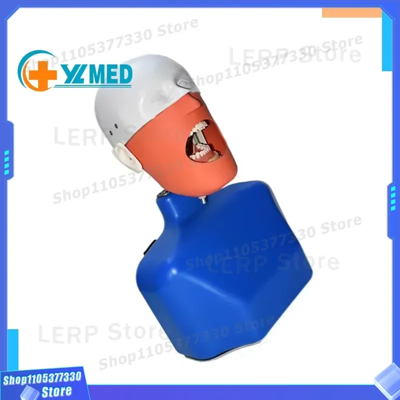 Professional Dental Simulation Head Model System for Medical Science Training CE ISO Certified Realistic Tooth Mold for