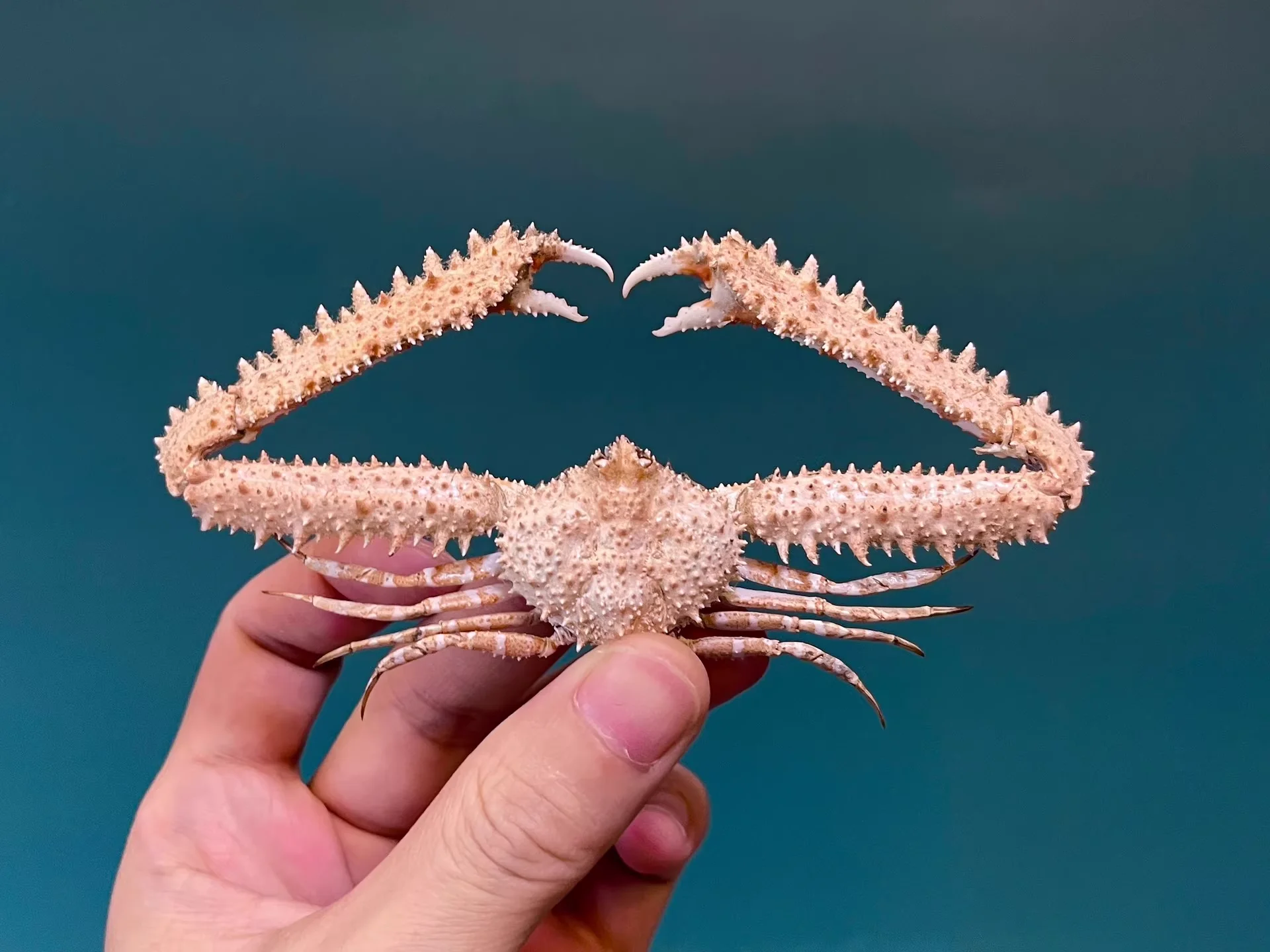 

Parthenope Sinensis настоящий крабовый образец маленького размера специальные изделия ручной работы коллекционные украшения для домашнего декора украшение стола по индивидуальному заказу