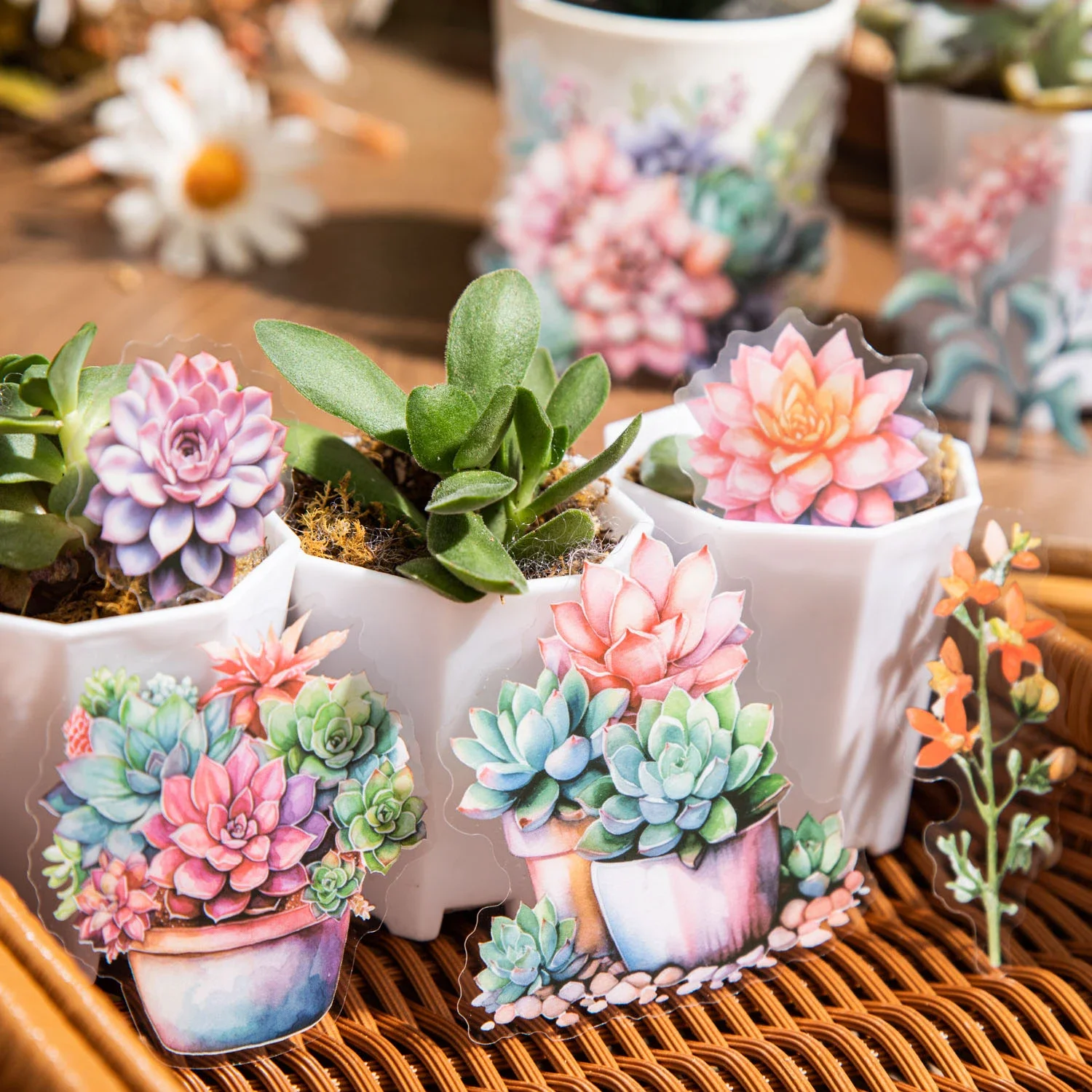 JIANWU Succulent Scenery Series Vintage Plant Flower Landscaping PET Sticker Creative DIY Journal Material Collage Stationery