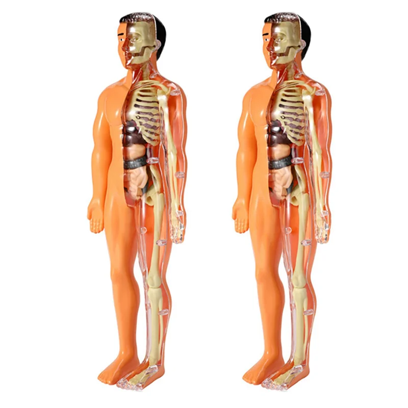 EDT-2X modelo de anatomía del cuerpo humano 3D para niños, juguete de esqueleto DIY de plástico, ayuda para el aprendizaje temprano de ciencia, juguetes educativos
