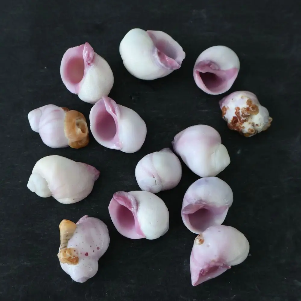 Bulk Natural Sea Shells Conchs For Aquarium Fish Tank Decoration Ocean Theme Ornament Diy Crafting Home Art Supplies