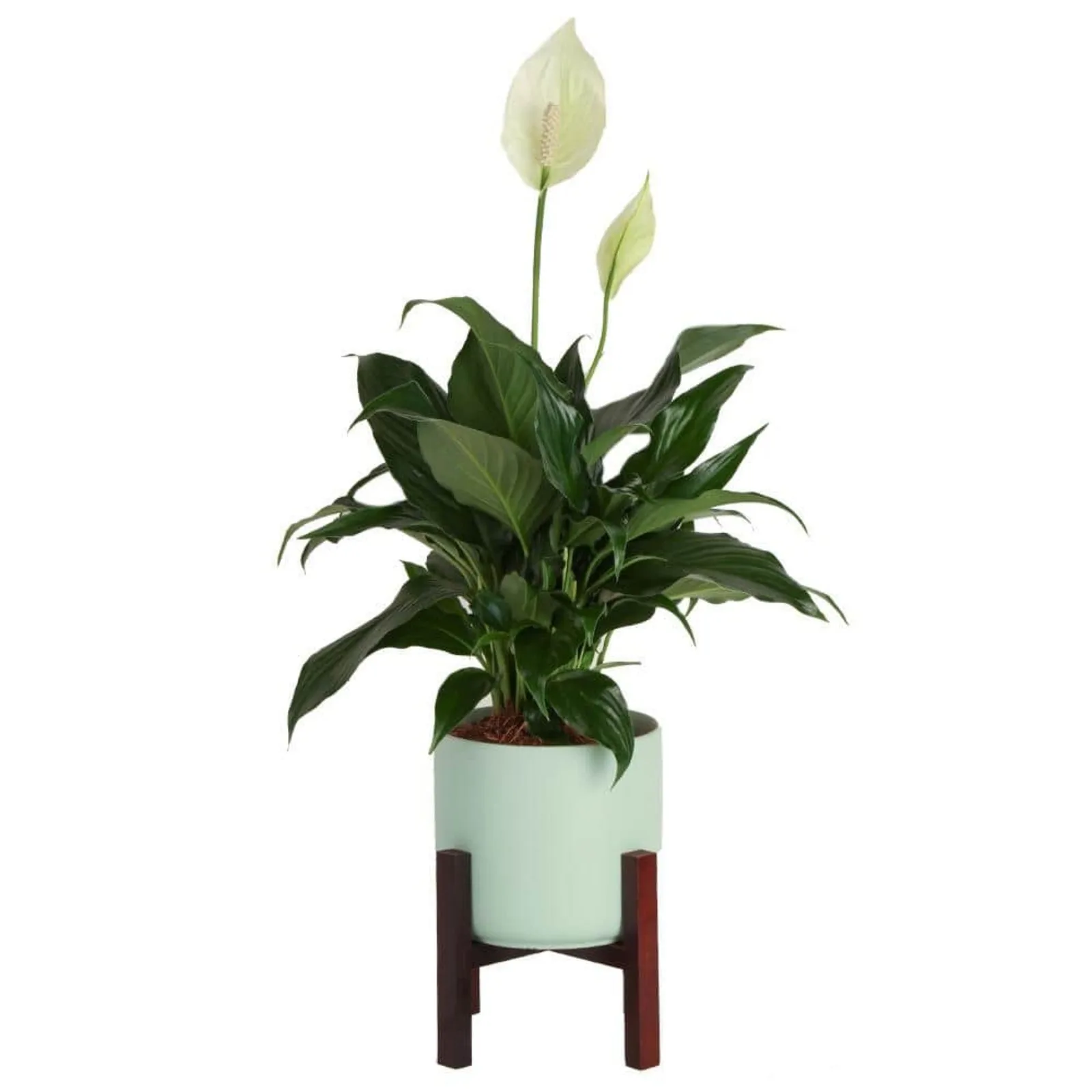 US Spathiphyllum Peace Lily Indoor Plant in 6 in. Premium Ceramic Pot, Avg. Shipping Height 1-2 ft. in. Tall